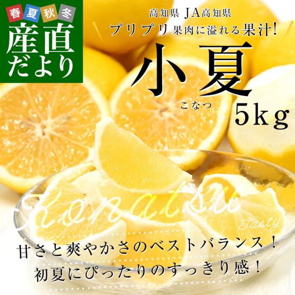 高知県産 JA高知県 小夏 秀品 約5キロ 2Lサイズ（22玉前後）送料無料 柑橘 かんきつ こなつ 02