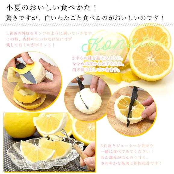 高知県産 JA高知県 小夏 秀品 約5キロ 2Lサイズ（22玉前後）送料無料 柑橘 かんきつ こなつ 06