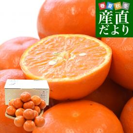 和歌山県 JAわかやま AQ選果場 セミノール ご家庭用 2LからL  2.5キロ(13玉から17玉前後) 送料無料 柑橘 タンゼロ みかん オレンジ