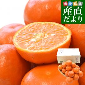 和歌山県 JAわかやま AQ選果場 セミノール 赤秀 2LからL  2.5キロ(13玉から17玉前後) 送料無料 柑橘 タンゼロ みかん オレンジ