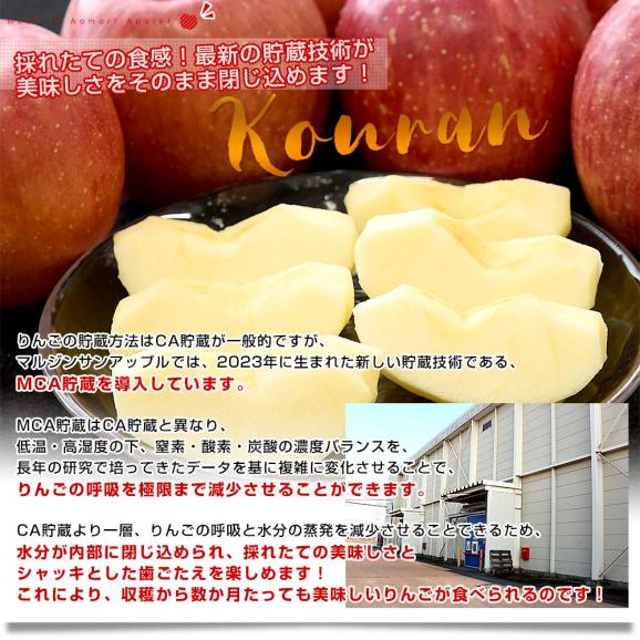 青森県より産地直送 マルジン・サンアップル 糖度14度以上 サンふじ 「紅蘭（こうらん）」 MCA貯蔵品 約3キロ (9玉から11玉) 送料無料 りんご リンゴ 林檎05