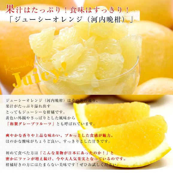 熊本県から産地直送 JA熊本果実連 ジューシーオレンジ(河内晩柑) 4Lから2Lサイズ 無印以上 7キロ以上 （14玉から19玉前後） 送料無料 柑橘 オレンジ04