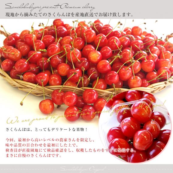 【母の日ギフト】山形県産 温室栽培さくらんぼ 佐藤錦 特秀品 合計約200g &ニュージーランド産 ゼスプリ・ジャンボサンゴールドキウイ 合計約400g(3玉入) 送料無料 フルーツセット05
