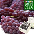 山梨県産 JAフルーツ山梨 デラウェア ハウス栽培 秀品 約700g前後（5房から6房） 送料無料 ぶどう ブドウ 葡萄 クール便