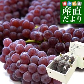山梨県産 JAフルーツ山梨 デラウェア ハウス栽培 秀品 約700g前後（5房から6房） 送料無料 ぶどう ブドウ 葡萄 クール便