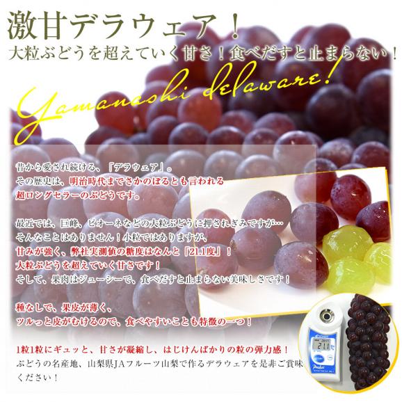 山梨県産 JAフルーツ山梨 デラウェア ハウス栽培 秀品 約700g前後（5房から6房） 送料無料 ぶどう ブドウ 葡萄 クール便04