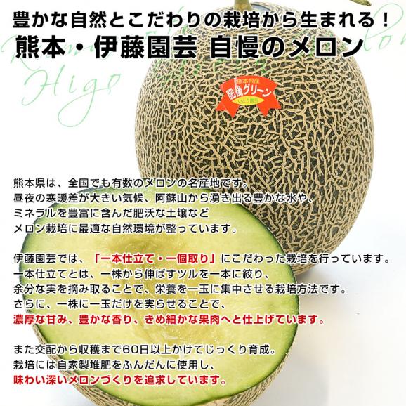熊本県より産地直送 伊藤園芸 肥後グリーンメロン 秀品 超大玉 合計約5キロ(2玉入り) 送料無料 めろん 青肉メロン 熊本メロン05