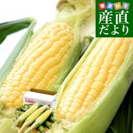 山梨県より産地直送 JAふえふき中道北支所 中道のとうもろこし（サニーショコラライラ）約2.5キロ 2Lサイズ（6本入）送料無料 とうもろこし クール便