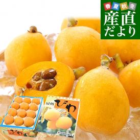 千葉県 南房総 JA安房 房州びわ 約1キロ 12粒入り 3Lから2Lサイズ 送料無料 ビワ 枇杷 クール便
