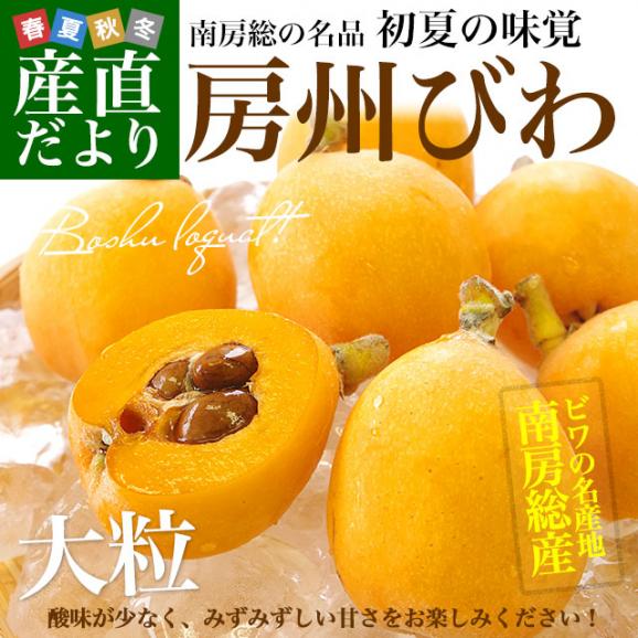 千葉県 南房総 JA安房 房州びわ 約1キロ 12粒入り 3Lから2Lサイズ 送料無料 ビワ 枇杷 クール便02