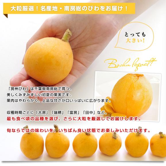 千葉県 南房総 JA安房 房州びわ 約1キロ 12粒入り 3Lから2Lサイズ 送料無料 ビワ 枇杷 クール便04