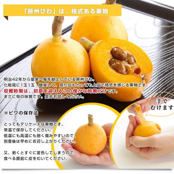 千葉県 南房総 JA安房 房州びわ 約1キロ 12粒入り 3Lから2Lサイズ 送料無料 ビワ 枇杷 クール便05