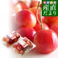 アメリカワシントン州 レイニア種チェリー極上ブランド「ジーウィズ」 合計約400g(200g×2p) 送料無料 チェリー アメリカンチェリー レイニア