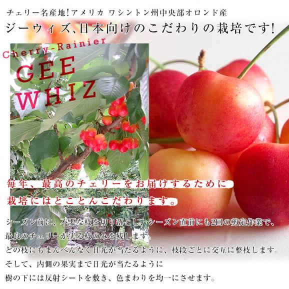 アメリカワシントン州 レイニア種チェリー極上ブランド「ジーウィズ」 合計約400g(200g&times;2p) 送料無料 チェリー アメリカンチェリー レイニア06