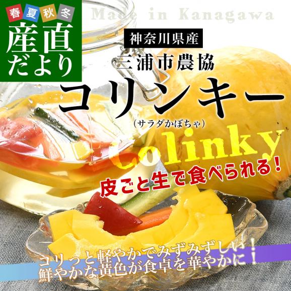 神奈川県産 三浦市農協 コリンキー（サラダかぼちゃ） 約3キロ 秀品 ６玉送料無料 南瓜 カボチャ02