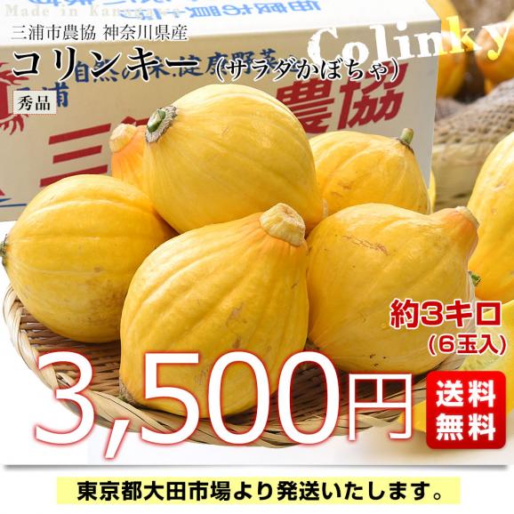 神奈川県産 三浦市農協 コリンキー（サラダかぼちゃ） 約3キロ 秀品 ６玉送料無料 南瓜 カボチャ03