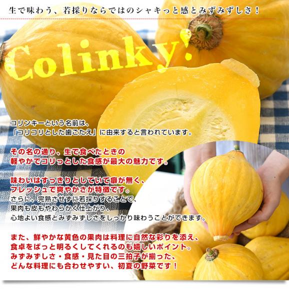 神奈川県産 三浦市農協 コリンキー（サラダかぼちゃ） 約3キロ 秀品 ６玉送料無料 南瓜 カボチャ04