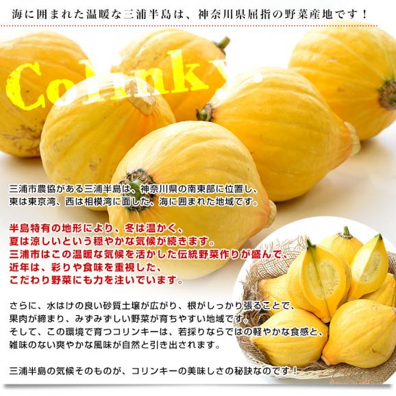 神奈川県産 三浦市農協 コリンキー（サラダかぼちゃ） 約3キロ 秀品 ６玉送料無料 南瓜 カボチャ05