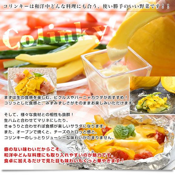 神奈川県産 三浦市農協 コリンキー（サラダかぼちゃ） 約3キロ 秀品 ６玉送料無料 南瓜 カボチャ06
