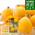 千葉県 南房総 JA安房 房州びわ 約1.2キロ 12粒入り 特大 4Lサイズ 送料無料 ビワ 枇杷 クール便 