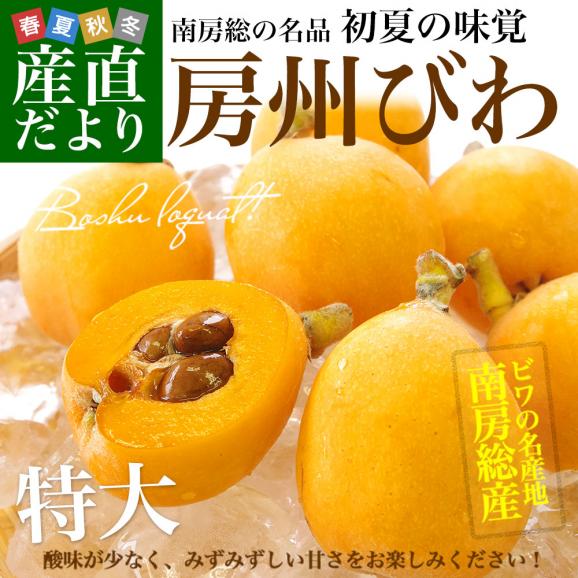 千葉県 南房総 JA安房 房州びわ 約1.2キロ 12粒入り 特大 4Lサイズ 送料無料 ビワ 枇杷 クール便 02