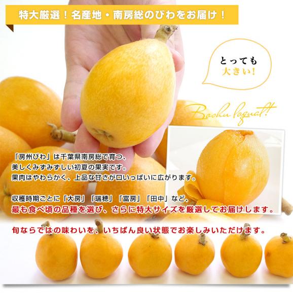 千葉県 南房総 JA安房 房州びわ 約1.2キロ 12粒入り 特大 4Lサイズ 送料無料 ビワ 枇杷 クール便 04