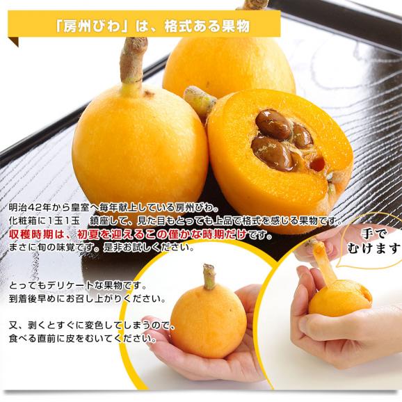 千葉県 南房総 JA安房 房州びわ 約1.2キロ 12粒入り 特大 4Lサイズ 送料無料 ビワ 枇杷 クール便 05