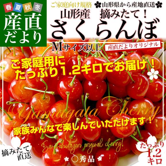 山形県より産地直送！品種おまかせ ご家庭用 さくらんぼ 大ボリューム1.2キロ ○秀品Mサイズ以上（300g&times;4パック）桜桃　送料無料 クール便　サクランボ02