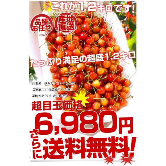 山形県より産地直送！品種おまかせ ご家庭用 さくらんぼ 大ボリューム1.2キロ ○秀品Mサイズ以上（300g&times;4パック）桜桃　送料無料 クール便　サクランボ03