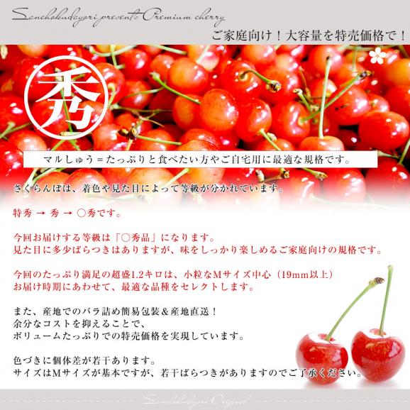 山形県より産地直送！品種おまかせ ご家庭用 さくらんぼ 大ボリューム1.2キロ ○秀品Mサイズ以上（300g&times;4パック）桜桃　送料無料 クール便　サクランボ04