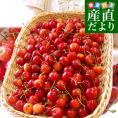 山形県より産地直送！ ご家庭用さくらんぼ 佐藤錦 大ボリューム1.2キロ ○秀品Ⅼサイズ（300g&times;4パック） 送料無料 クール便　サクランボ　桜桃