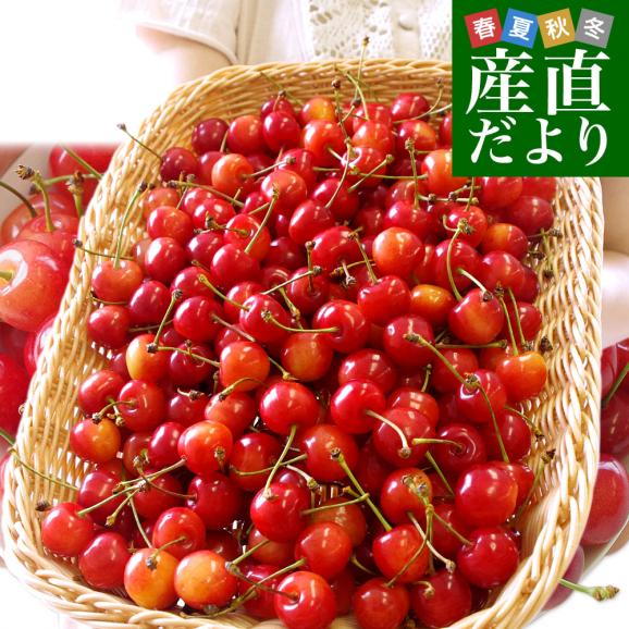 山形県より産地直送！ ご家庭用さくらんぼ 佐藤錦 大ボリューム1.2キロ ○秀品Ⅼサイズ（300g&times;4パック） 送料無料 クール便　サクランボ　桜桃01