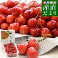 山形県より産地直送 さくらんぼ 「やまがた紅王」 秀品 2L サイズ約500g 送料無料 クール便 サクランボ桜桃