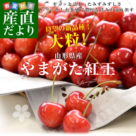 山形県より産地直送 さくらんぼ 「やまがた紅王」 秀品 2L サイズ約500g 送料無料 クール便 サクランボ桜桃02