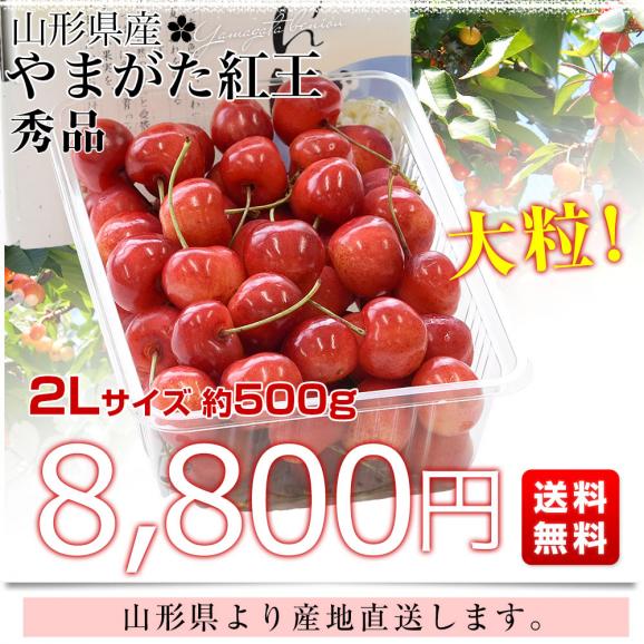 山形県より産地直送 さくらんぼ 「やまがた紅王」 秀品 2L サイズ約500g 送料無料 クール便 サクランボ桜桃03