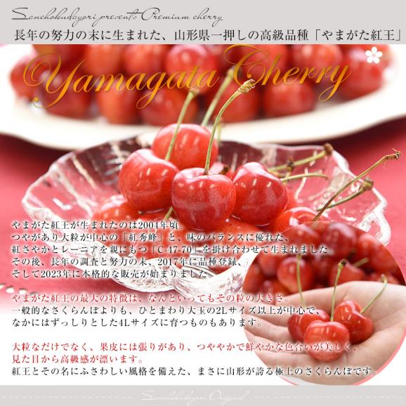 山形県より産地直送 さくらんぼ 「やまがた紅王」 秀品 2L サイズ約500g 送料無料 クール便 サクランボ桜桃05