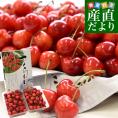 山形県より産地直送 さくらんぼ 「やまがた紅王」 秀品 2L サイズ約1キロ (500g×2)送料無料 クール便 サクランボ桜桃