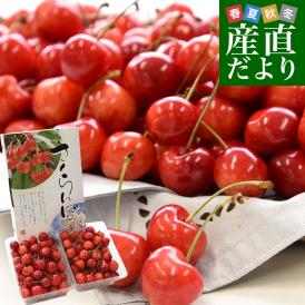 山形県より産地直送 さくらんぼ 「やまがた紅王」 秀品 2L サイズ約1キロ (500g×2)送料無料 クール便 サクランボ桜桃