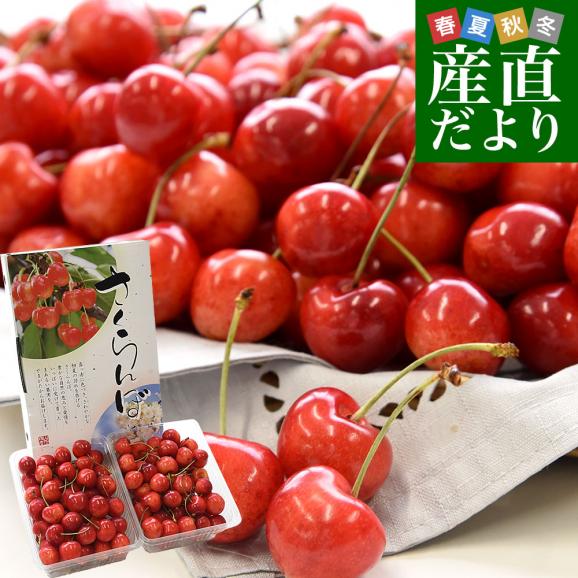 山形県より産地直送 さくらんぼ 「やまがた紅王」 秀品 2L サイズ約1キロ (500g×2)送料無料 クール便 サクランボ桜桃01