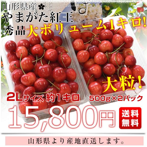 山形県より産地直送 さくらんぼ 「やまがた紅王」 秀品 2L サイズ約1キロ (500g×2)送料無料 クール便 サクランボ桜桃03