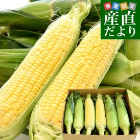 香川県より産地直送 JA香川県 朝採りとうもころし 2LからLサイズ 約3キロ（6本から10本入）とうもろこし トウモロコシ ※クール便