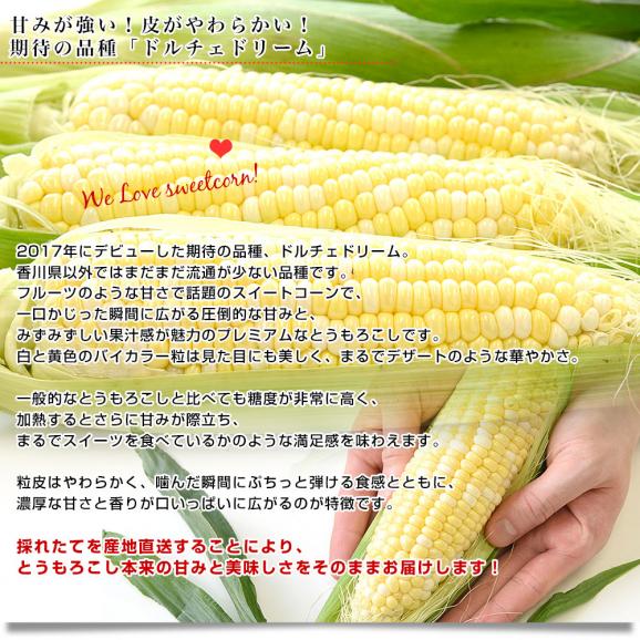 香川県より産地直送 JA香川県 ドルチェドリーム 約4.5キロ　2LからLサイズ　（10本から13本入）とうもろこし トウモロコシ ※クール便04