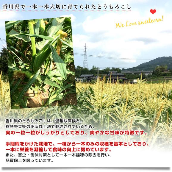 香川県より産地直送 JA香川県 ドルチェドリーム 約4.5キロ　2LからLサイズ　（10本から13本入）とうもろこし トウモロコシ ※クール便05
