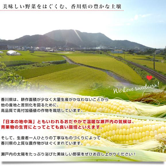 香川県より産地直送 JA香川県 ドルチェドリーム 約4.5キロ　2LからLサイズ　（10本から13本入）とうもろこし トウモロコシ ※クール便06