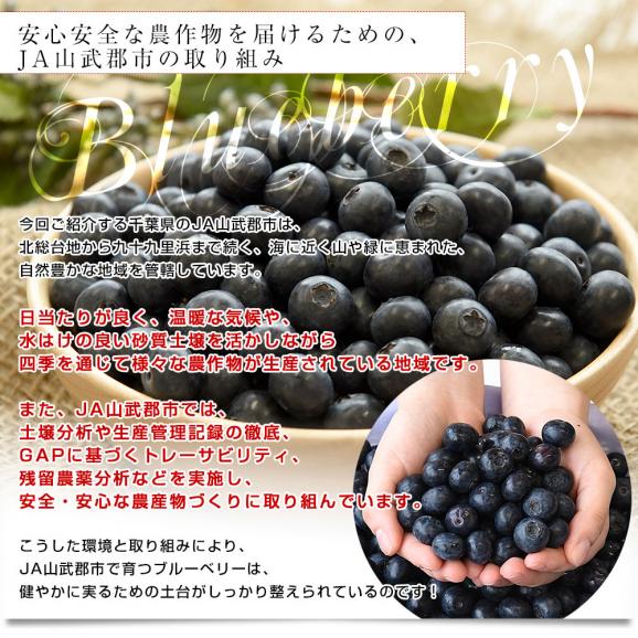 千葉県産 JA山武郡市 ブルーベリー 大粒 約800g (約100g×8P) 送料無料 ぶるーべりー クール便05