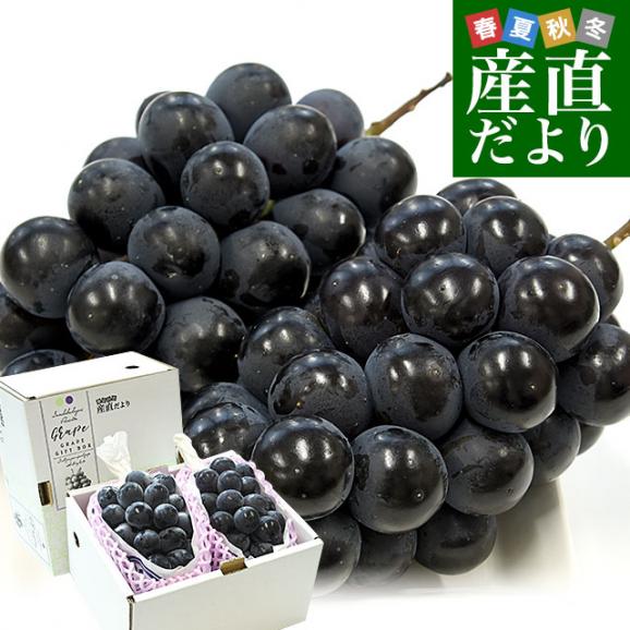 福岡県 JAふくおか八女 ハウス栽培品 巨峰 約900g(450g×2房) 秀品 黒ぶどう葡萄 ブドウ クール便 送料無料01