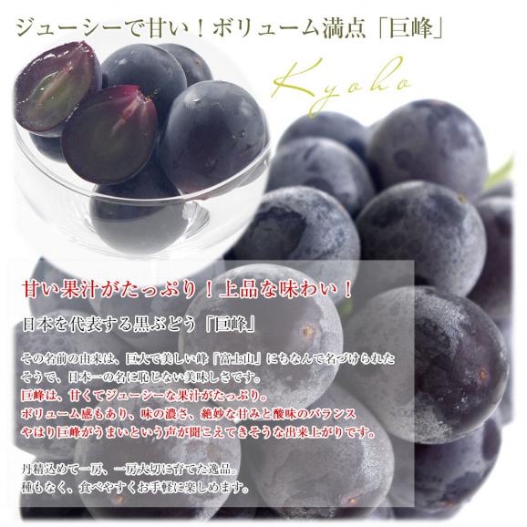 福岡県 JAふくおか八女 ハウス栽培品 巨峰 約900g(450g×2房) 秀品 黒ぶどう葡萄 ブドウ クール便 送料無料04