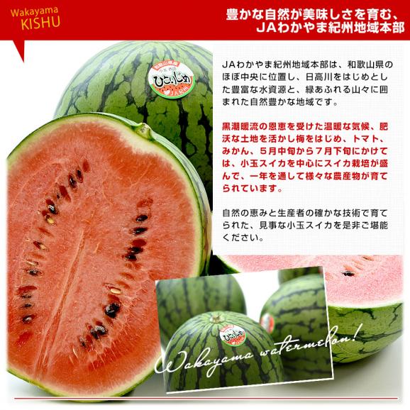 和歌山県産 JAわかやま紀州地域本部 小玉スイカ(ひとりじめ) 秀品 大玉サイズ 計4キロ(約2キロ×2玉)送料無料 西瓜 すいか06