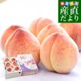 熊本県から産地直送 ハウス桃 秀品 約1キロ (4玉から6玉) 4Lから2Lサイズ 送料無料 もも ピーチ クール便 from九州