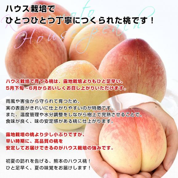 熊本県から産地直送 ハウス桃 秀品 約1キロ (4玉から6玉) 4Lから2Lサイズ 送料無料 もも ピーチ クール便 from九州 06